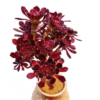 黑法師韶羞多肉植物盆栽 巫毒手捧花與蔬菜的趣味推薦