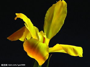 精品花卉與蔬菜素材圖片專題 自然之美一觸即達