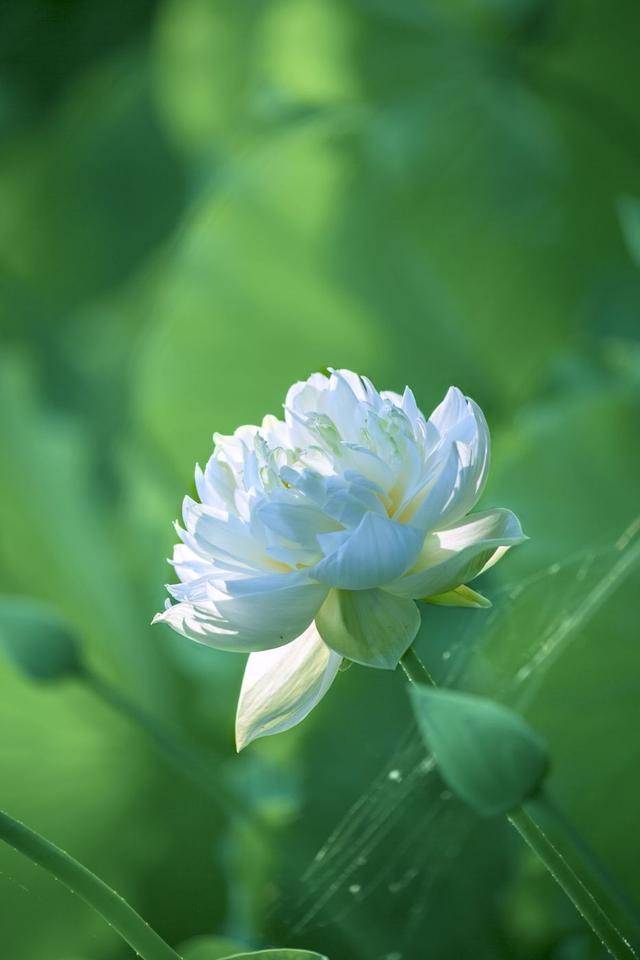 荷韻蔬香，雨中尋幽 花卉攝影與蔬菜美學的清涼對話