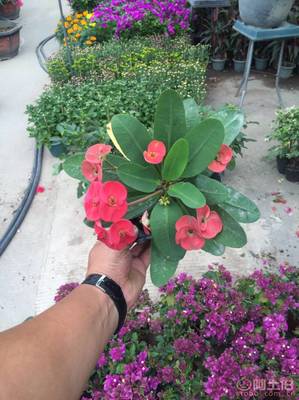 泉州室內綠化新寵——虎刺梅 質優價廉的健康生活之選