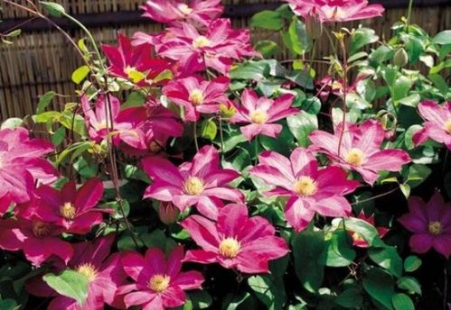 新手養花選它！花中精品輕松爬滿墻，花朵大又美，還能當蔬菜吃